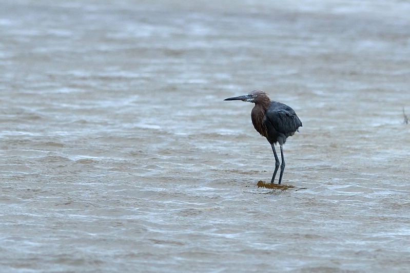 Roodhalsreiger